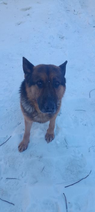 Немецкая овчарка