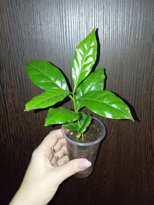 Продам Кофе Арабика