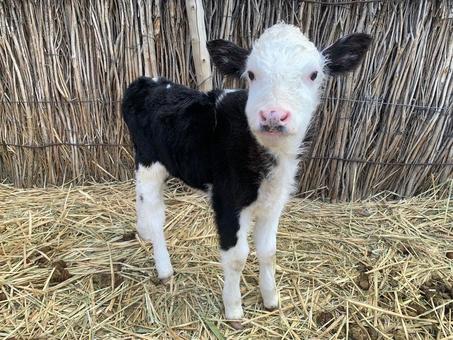 Бұзаулы сиыр сатылады