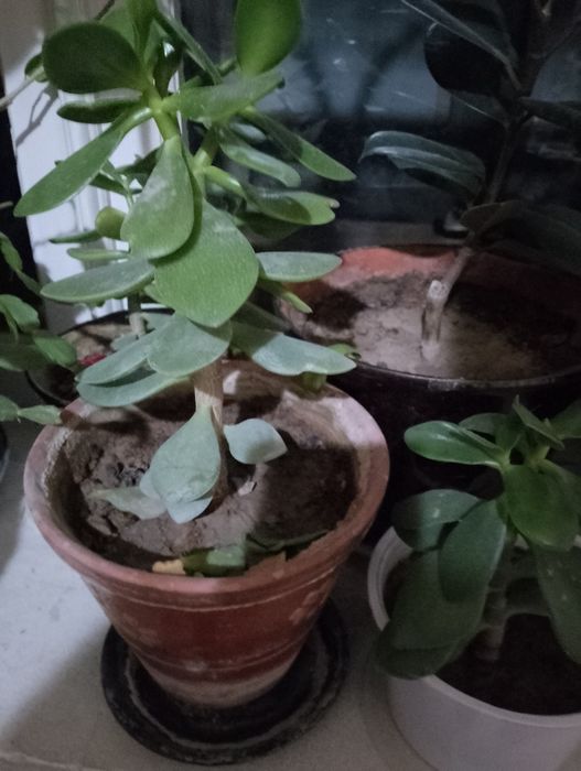 Гуллар сотилади асосан офисларда куйилади