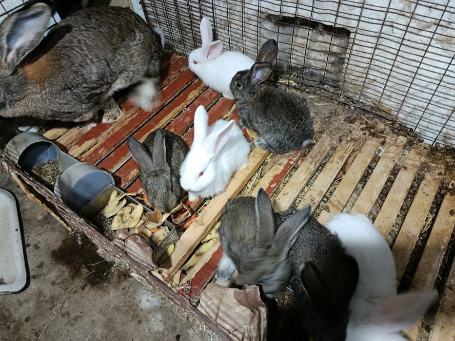 Продается крольчата