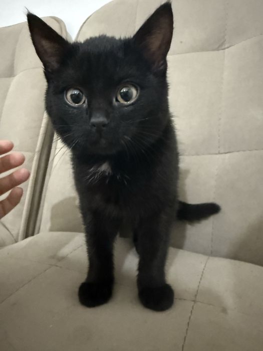 Котенок 3месячный