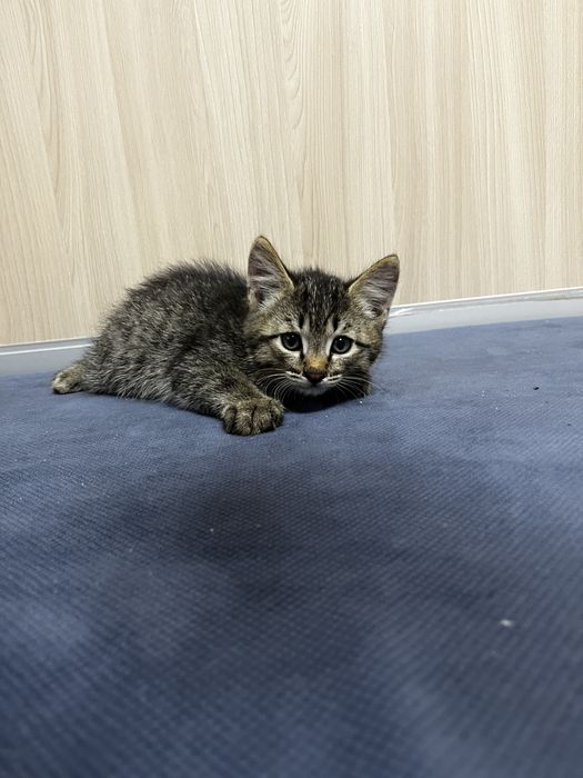 Котята девочка и мальчик