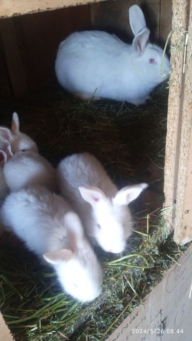 Прадам кральчат виликанаы