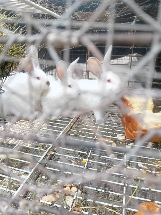 Pui de iepuri dr vinzare