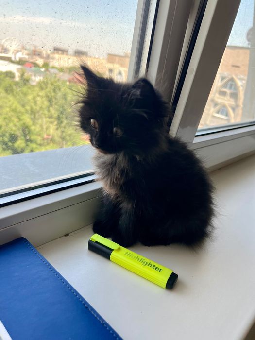 Котёнок ищет хозяев