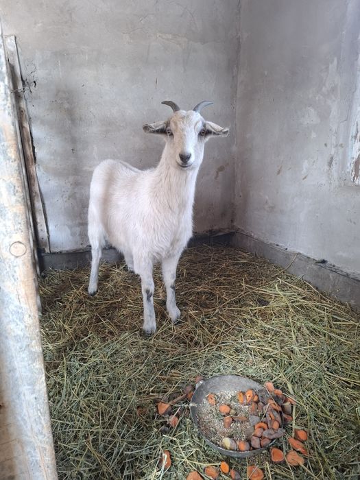 Альпи француз сүтті ешкі, 4-5л сүті бар