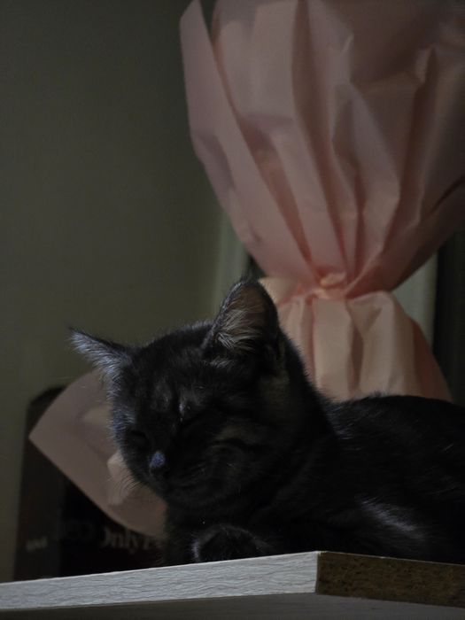 Отдам котенка в добрые руки