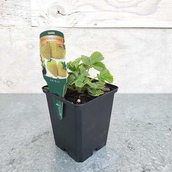 Разсад Ягода  -  Ягоди Налични  25 сорта