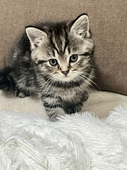 Котёнок Мальчик Скоттиш страйт