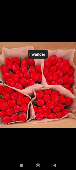 Продажа тюльпанов оптом и в розницу