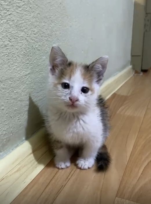 Отдам котенка в добрые руки