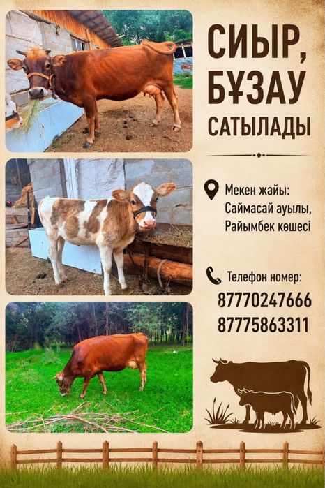 Бузаулы сйыр сатылады
