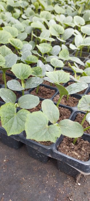 Продам Рассаду помидор