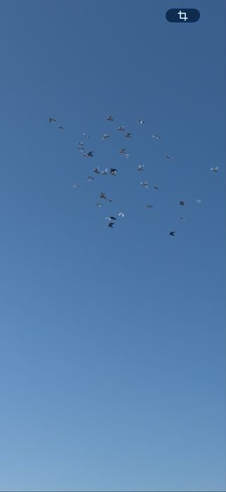 Продам голубей, тасманы и др. масти
