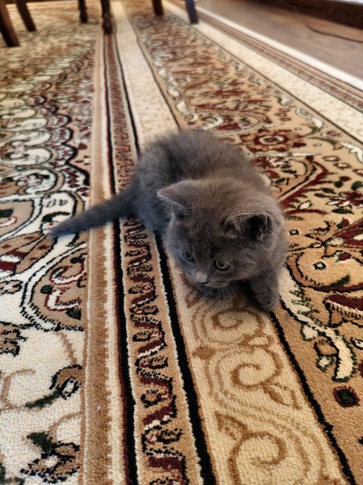 Котята Британские шиншиллы