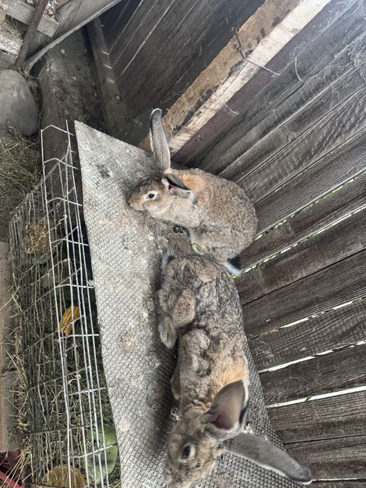 iepuroi urias german