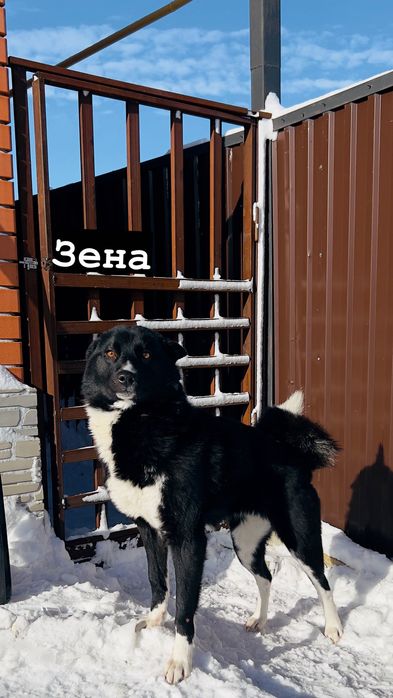 Күшік / щенок девочка