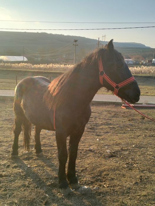 Vând mânz de un 1 și 9 luni