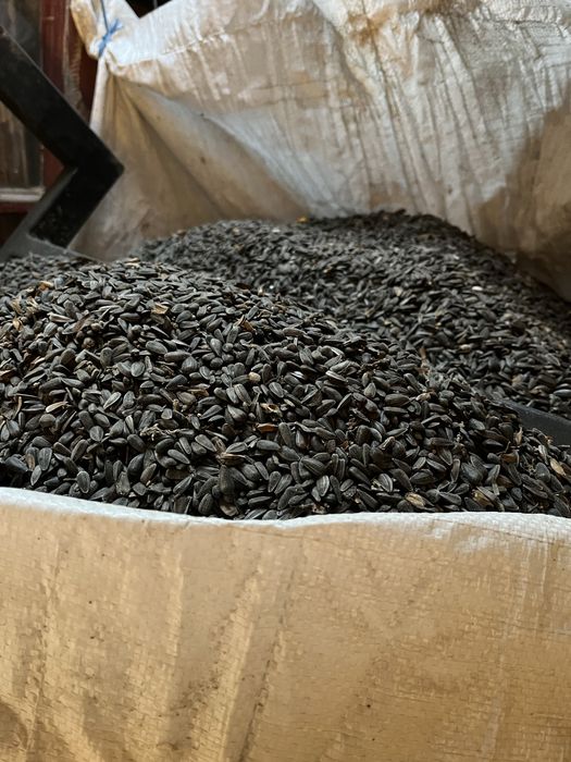 Vând Cereale ! A mai ramas pe stoc doar samanta de floarea soarelui !!!