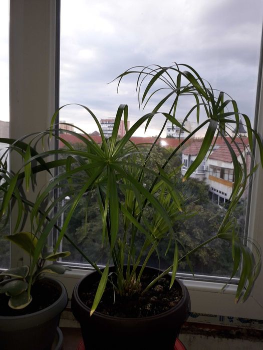Planta Papirus umbrela și papirus. Planta cu frunze mari, cât și mici