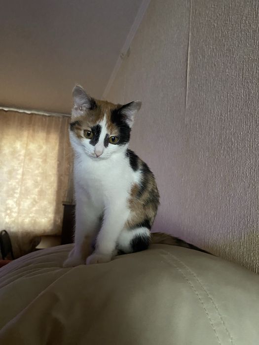 Котенок в добрые руки