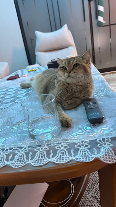 Золотая Шиншилла