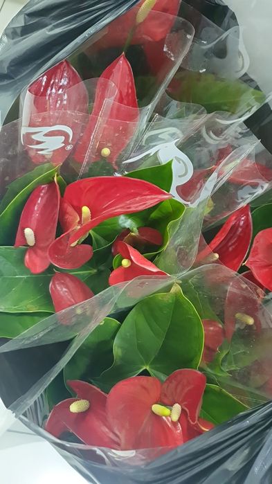 Тірі гүлдер. Живие цветы