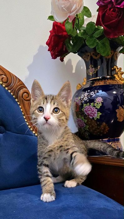 Домашние котята с доставкрй
