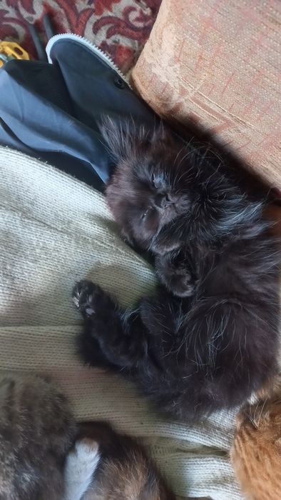 Отдам котят бесплатно.