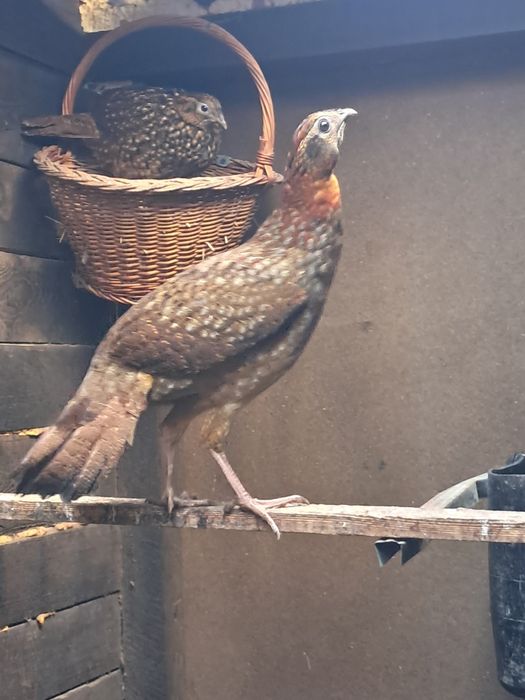 Tragopan Temnik pereche