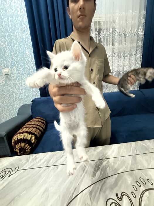 Продаются котята,порода :Скотиш Фолд (мрамор)