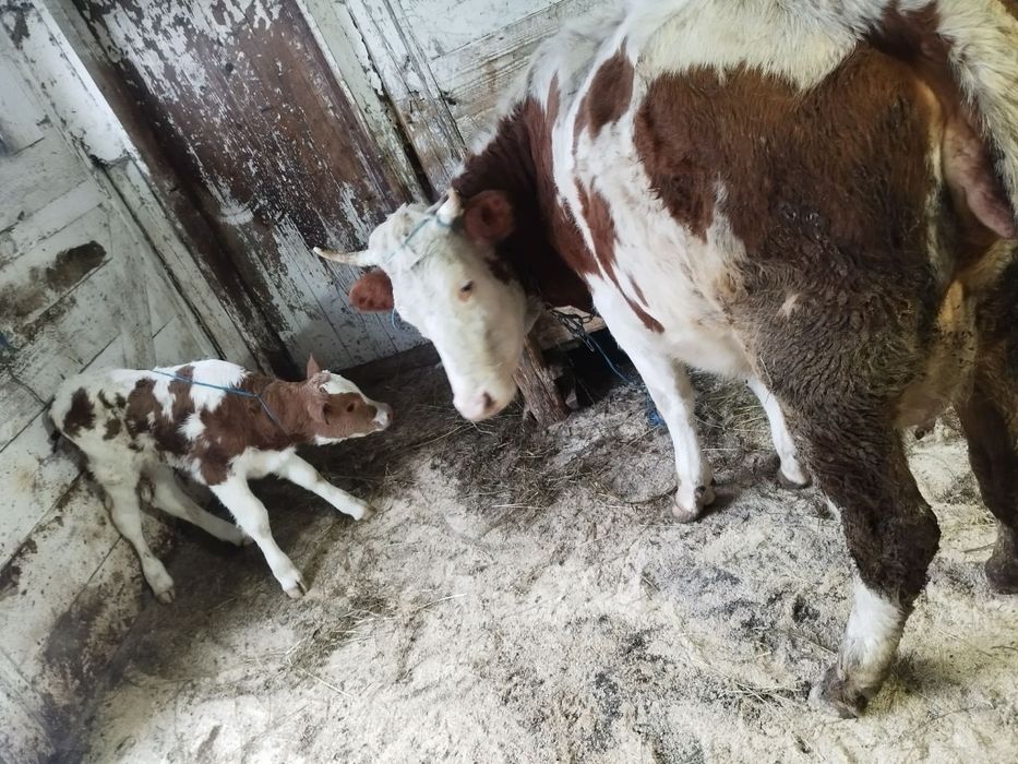 Vând junica cu tot cu vitel