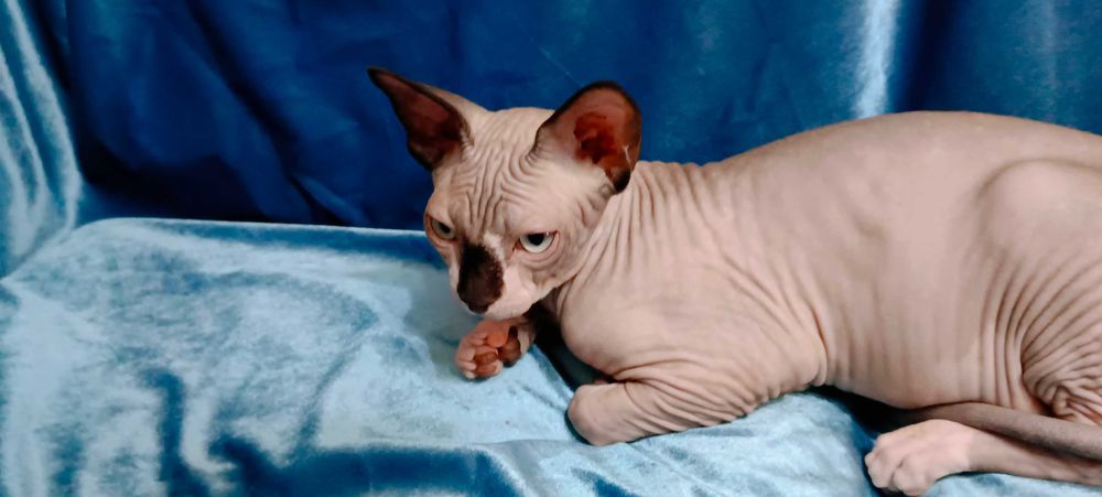 Канадский сфинкс