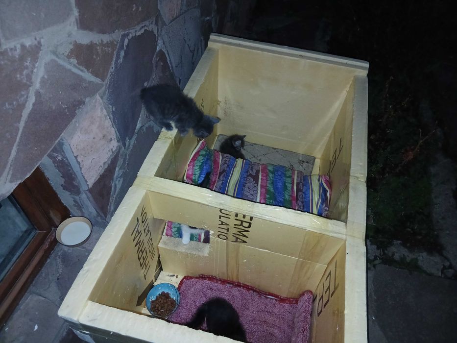 Котята бесплатно