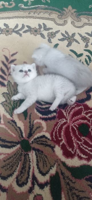 Котята британец шиншила