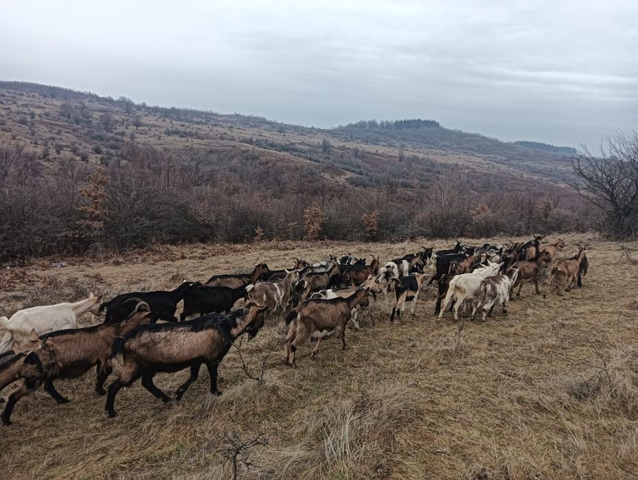 Capre de vânzare urgent