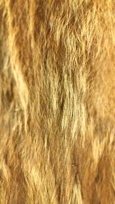 Кожено палто от енот / миеща мечка