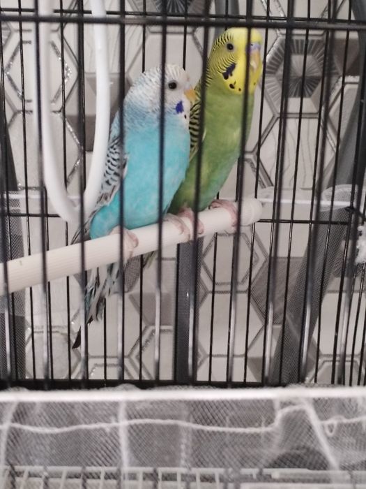 Продам двух попугаев мальчик и девочка