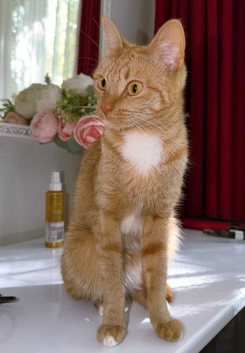 Ищем дом для красивых кошечек