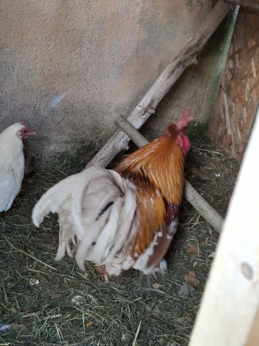 Vând un cocos pitic din linie  foarte bună