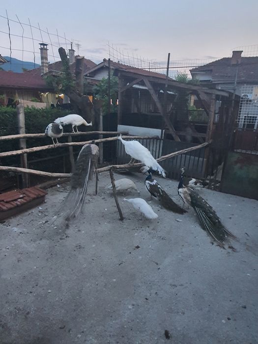 Шарени птици арлекини