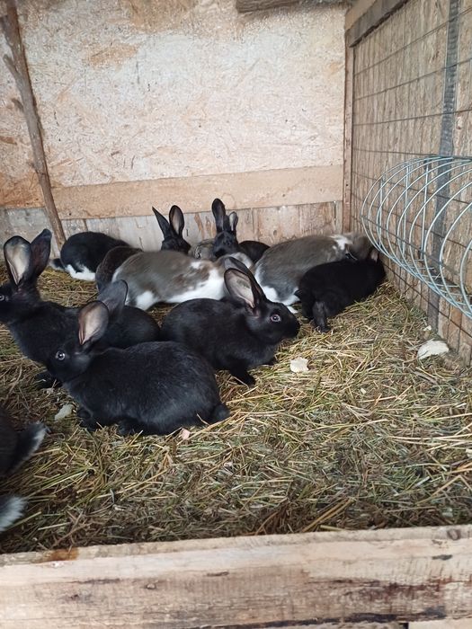 iepuri rasa berbec german