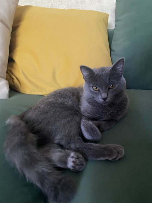 Отдам котенка в добрые руки