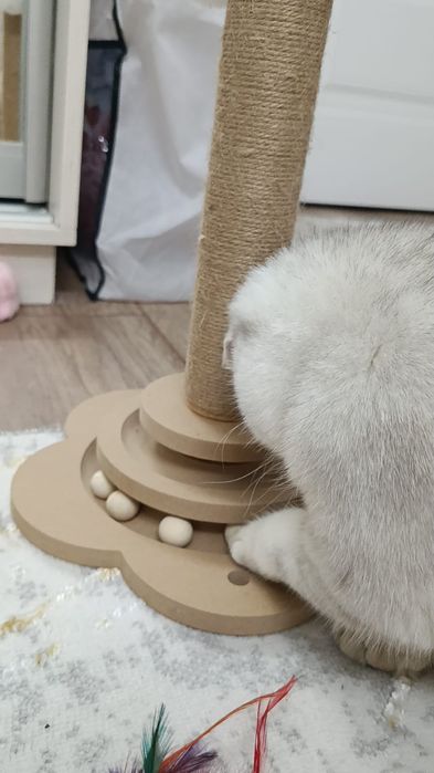 Продаётся кошка шотландская.