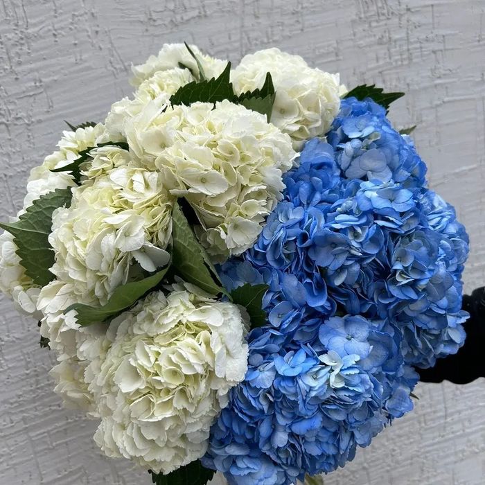 Гортензия в ассортименте