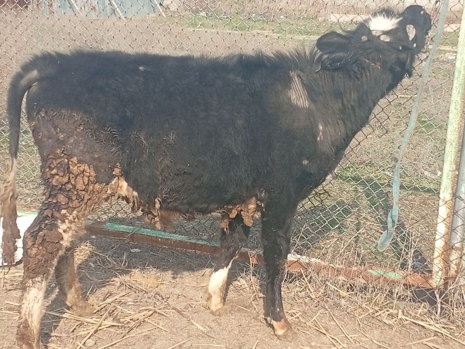 Бука сатылады семыз