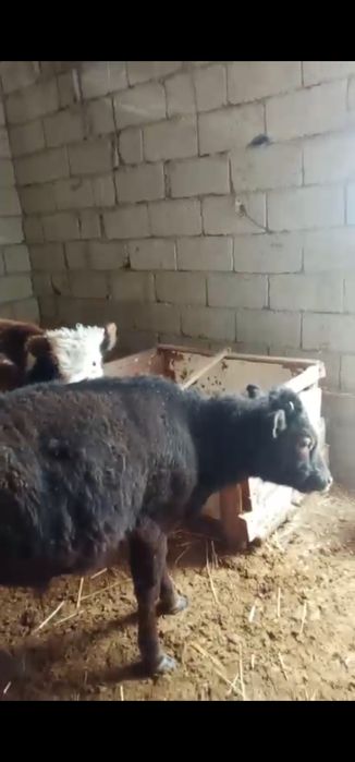 Бұзау Еркек 4 бас