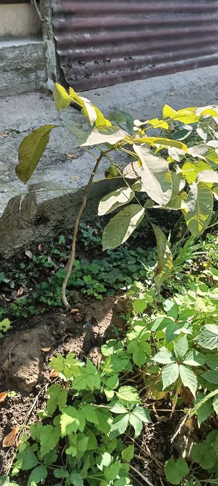 Саженцы грецкого ореха