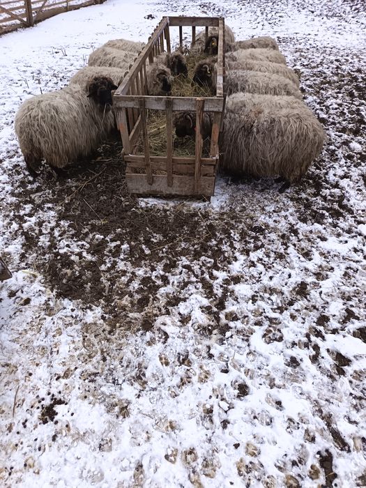 Oi bucălai de vânzare